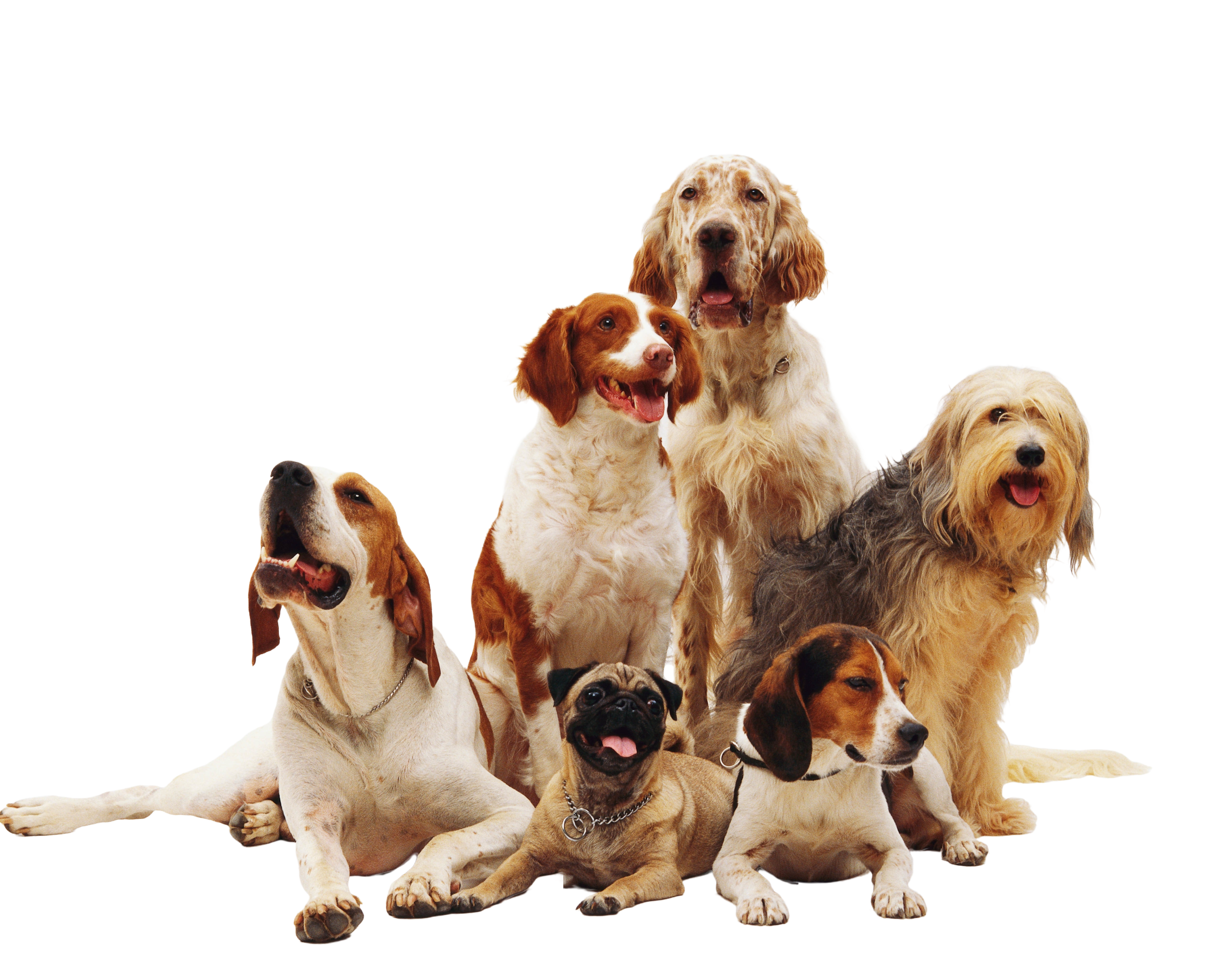 PetsDate Site - Interface Preview